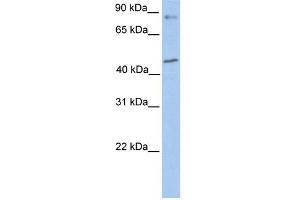 POLK antibody used at 1 ug/ml to detect target protein. (POLK 抗体)