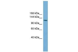CDC27 antibody used at 1 ug/ml to detect target protein.