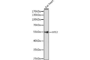 Western blot analysis of extracts of Rat heart, using HFE2 Rabbit pAb (ABIN6129023, ABIN6141738, ABIN6141739 and ABIN6220983) at 1:1000 dilution.