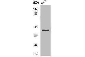 Western Blot analysis of HeLa cells using USF-2 Polyclonal Antibody (USF2 抗体  (Internal Region))