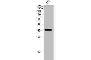 Western Blot analysis of 3T3 cells using Olfactory receptor 5A2 Polyclonal Antibody (OR5A2 抗体  (C-Term))