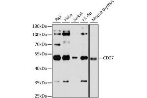 Western blot analysis of extracts of various cell lines, using CD27 antibody. (CD27 抗体)