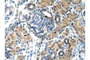 TIMELESS antibody was used for immunohistochemistry at a concentration of 4-8 ug/ml to stain Epithelial cells of renal tubule (arrows) in Human Kidney. (TIMELESS 抗体  (N-Term))