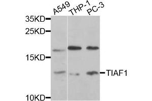 Western blot analysis of extracts of various cells, using TIAF1 antibody. (TIAF1 抗体)