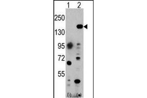Western blot analysis of EHMT1 (arrow) using rabbit polyclonal EHMT1 Antibody (C-term) (ABIN387855 and ABIN2844017). (EHMT1 抗体  (C-Term))