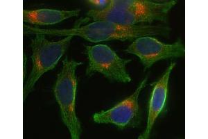 Indirect immunostaining of Hela cells with anti-syntaxin 8 (dilution 1 : 100; red) and mouse anti-α-tubulin (ABIN1742547, dilution 1 : 100; green).