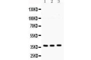 Anti- Syntaxin 1a Picoband antibody, Western blotting All lanes: Anti Syntaxin 1a  at 0. (STX1A 抗体  (N-Term))