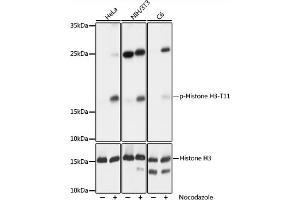Western blot analysis of extracts of NIH/3T3 cells, using phospho-STK4-T387 pAb (ABIN3023615, ABIN3023616, ABIN3023617 and ABIN6225469) at 1:1000 dilution or Histone H3 antibody . (Histone 3 抗体  (pThr11))