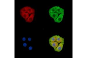 ABIN7096459 and ABIN7100523 staining Hela cells by IF/ICC.