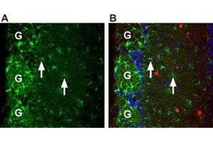 Expression of Prokineticin receptor 1 in mouse brainImmunohistochemical staining of mouse olfactory bulb brain sections using Anti-Prokineticin Receptor 1 (extracellular) Antibody (ABIN7043560 and ABIN7045110), (1:100).