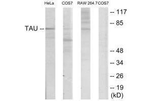 Western blot analysis of extracts from HeLa/COS7/RAW246. (MAPT 抗体  (Ser235))