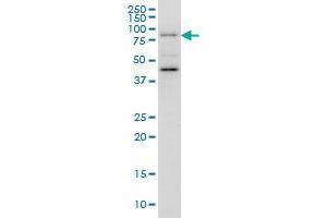 Western Blotting (WB) image for anti-Golgi-Associated, gamma Adaptin Ear Containing, ARF Binding Protein 1 (GGA1) (AA 1-89) antibody (ABIN565221)