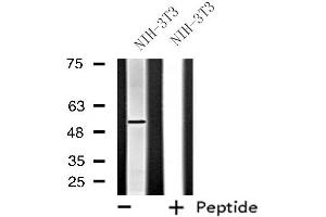 Western blot analysis of extracts from NIH-3T3 cells, using FGFRL1 antibody. (FGFRL1 抗体  (Internal Region))