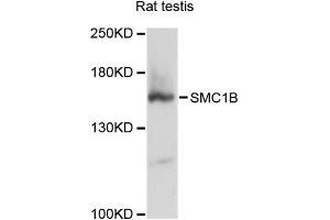 Western blot analysis of extracts of rat testis, using SMC1B antibody (ABIN6293580) at 1:3000 dilution. (SMC1B 抗体)