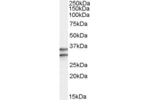 Image no. 1 for anti-G Protein-Coupled Receptor 3 (GPR3) (Internal Region) antibody (ABIN375204) (GPR3 抗体  (Internal Region))