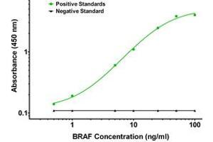ELISA image for anti-B-Raf proto-oncogene, serine/threonine kinase (BRAF) antibody (ABIN2715099) (BRAF 抗体)