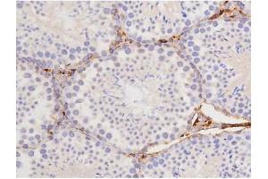 ABIN6267358 at 1/200 staining Mouse testis tissue sections by IHC-P. (MAPT 抗体  (pThr212))