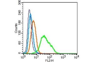 Human U937 cells probed with 	ICAM1 Polyclonal Antibody, Unconjugated  at 0. (ICAM1 抗体  (AA 51-100))