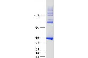 Validation with Western Blot