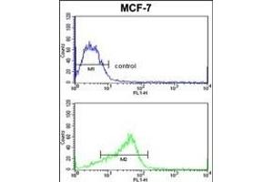 AD Antibody (C-term) (ABIN652337 and ABIN2841552) flow cytometric analysis of MCF-7 cells (bottom histogram) compared to a negative control cell (top histogram).
