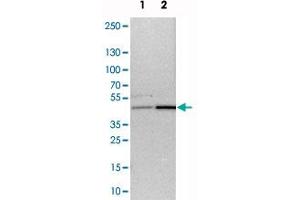 Western blot analysis of cell lysates with WDR53 polyclonal antibody  at 1:250-1:500 dilution. (WDR53 抗体)