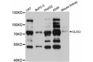 Western blot analysis of extracts of various cell lines, using GLIS3 antibody (ABIN6290422) at 1:3000 dilution. (GLIS3 抗体)