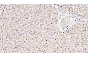 Detection of ENDOG in Human Liver Tissue using Polyclonal Antibody to Endonuclease G, Mitochondrial (ENDOG)