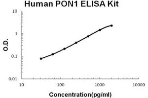 Human PON1 PicoKine ELISA Kit standard curve (PON1 ELISA 试剂盒)