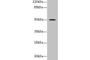 Western blot All lanes: RUNDC3A antibody at 1. (RUNDC3A 抗体  (AA 1-405))