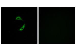 Immunofluorescence analysis of A549 cells, using OR10G9 antibody. (OR10G9 抗体  (C-Term))