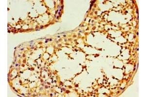 Immunohistochemistry of paraffin-embedded human testis tissue using ABIN7150881 at dilution of 1:100 (DNAL1 抗体  (AA 41-190))