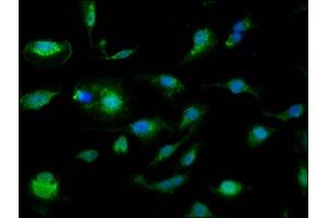 Immunofluorescence (IF) image for anti-Solute Carrier Family 25 (Mitochondrial Carrier, Phosphate Carrier), Member 24 (SLC25A24) (AA 1-197) antibody (ABIN7146356)