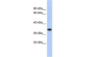 CREG2 antibody used at 1 ug/ml to detect target protein. (CREG2 抗体  (N-Term))