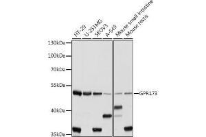 Western blot analysis of extracts of various cell lines, using GPR173 antibody (ABIN7267300) at 1:1000 dilution. (GPR173 抗体  (AA 160-230))