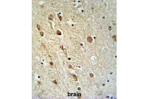 ZRANB1 Antibody (C-term) IHC analysis in formalin fixed and paraffin embedded brain tissue followed by peroxidase conjugation of the secondary antibody and DAB staining. (ZRANB1 抗体  (C-Term))