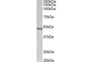 ABIN870679 (1µg/ml) staining of Daudi lysate (35µg protein in RIPA buffer). (Chitotriosidase 1 抗体  (AA 409-423))