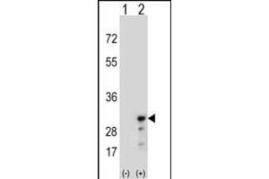 Western blot analysis of PRDX3 (arrow) using rabbit polyclonal PRDX3 Antibody (N-term) (ABIN389470 and ABIN2839534). (Peroxiredoxin 3 抗体  (N-Term))