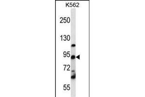 UBTF Antibody (C-term) (ABIN656478 and ABIN2845758) western blot analysis in K562 cell line lysates (35 μg/lane). (UBTF 抗体  (C-Term))