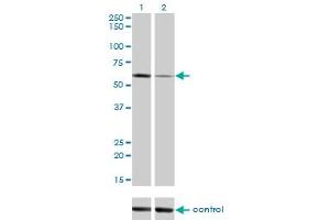 Western blot analysis of ALPPL2 over-expressed 293 cell line, cotransfected with ALPPL2 Validated Chimera RNAi (Lane 2) or non-transfected control (Lane 1). (ALPPL2 抗体  (AA 365-454))