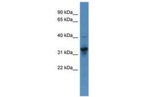 Image no. 1 for anti-T Brachyury Protein (N-Term) antibody (ABIN6746059) (T Brachyury Protein (N-Term) 抗体)