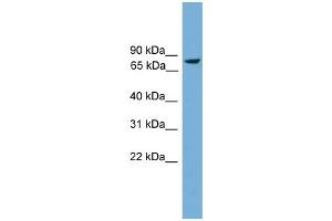 WB Suggested Anti-Ahrr Antibody Titration:  0. (AHRR 抗体  (Middle Region))