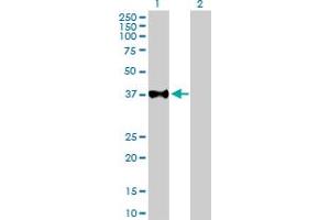 Western Blot analysis of USF2 expression in transfected 293T cell line by USF2 MaxPab polyclonal antibody. (USF2 抗体  (AA 1-346))