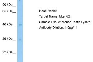Host: RabbitTarget Name: Mterfd2Antibody Dilution: 1. (MTERFD2 抗体  (C-Term))