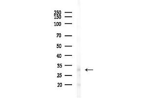 Western blot analysis of lysates from RAW264.