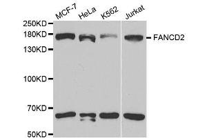 Western blot analysis of extracts of various cell lines, using FANCD2 antibody. (FANCD2 抗体  (AA 1-230))