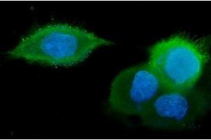IF analysis of GM130 using anti-GM130 antibody (ABIN6719432). (Golgin A2 (GOLGA2) (AA 796-913) 抗体)