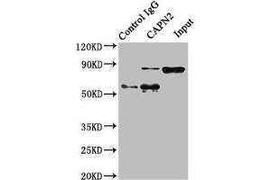 Immunoprecipitating CAPN2 in Hela whole cell lysate Lane 1: Rabbit control IgG instead of ABIN7146540 in Hela whole cell lysate. (Calpain 2 抗体  (Catalytic Subunit))