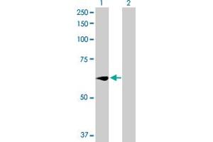 Western Blot analysis of WEE1 expression in transfected 293T cell line by WEE1 MaxPab polyclonal antibody. (WEE1 抗体  (AA 1-646))