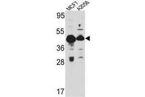 Image no. 1 for anti-Proliferation-Associated 2G4, 38kDa (PA2G4) (Middle Region) antibody (ABIN452929) (PA2G4 抗体  (Middle Region))