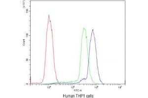 Flow cytometry testing of human THP1 cells with Cyclin D3 antibody at 1ug/10^6 cells (blocked with goat sera) (Cyclin D3 抗体  (AA 136-292))